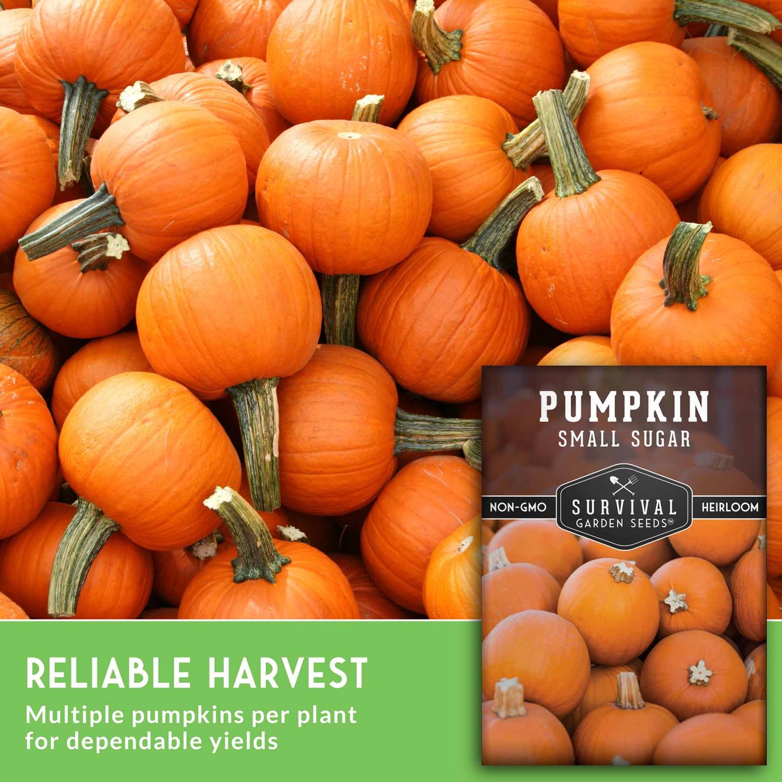 SGSPumpkinSmallSugar_5.jpg