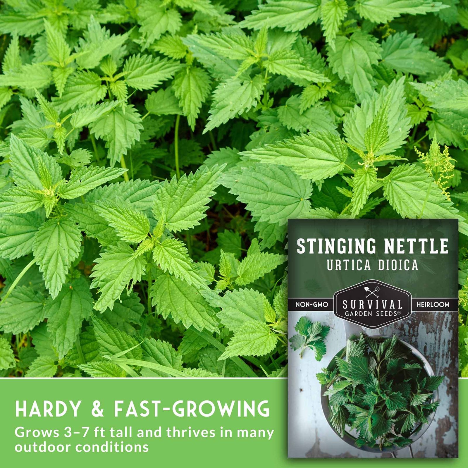 SGSStingingNettle_3.jpg