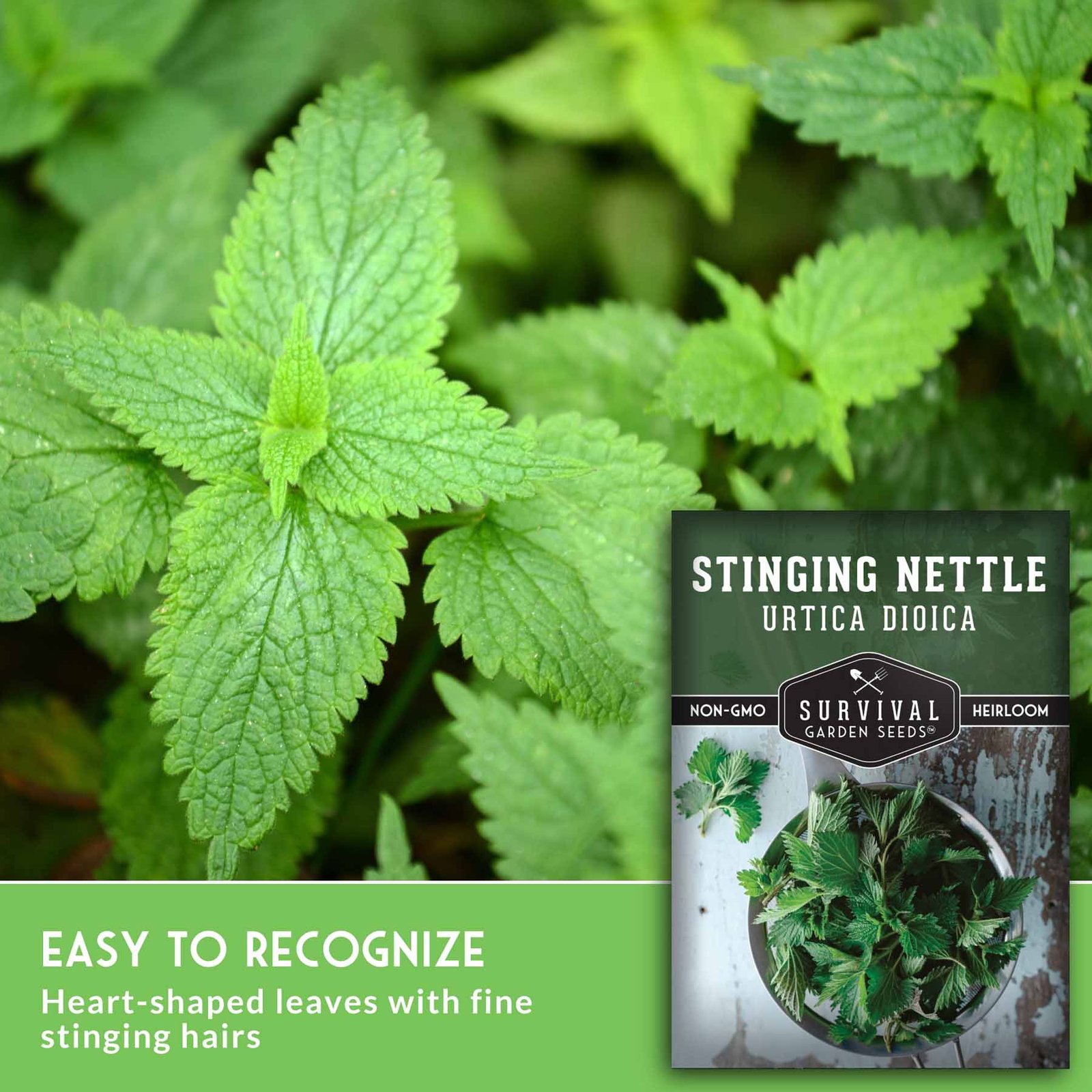 SGSStingingNettle_5.jpg