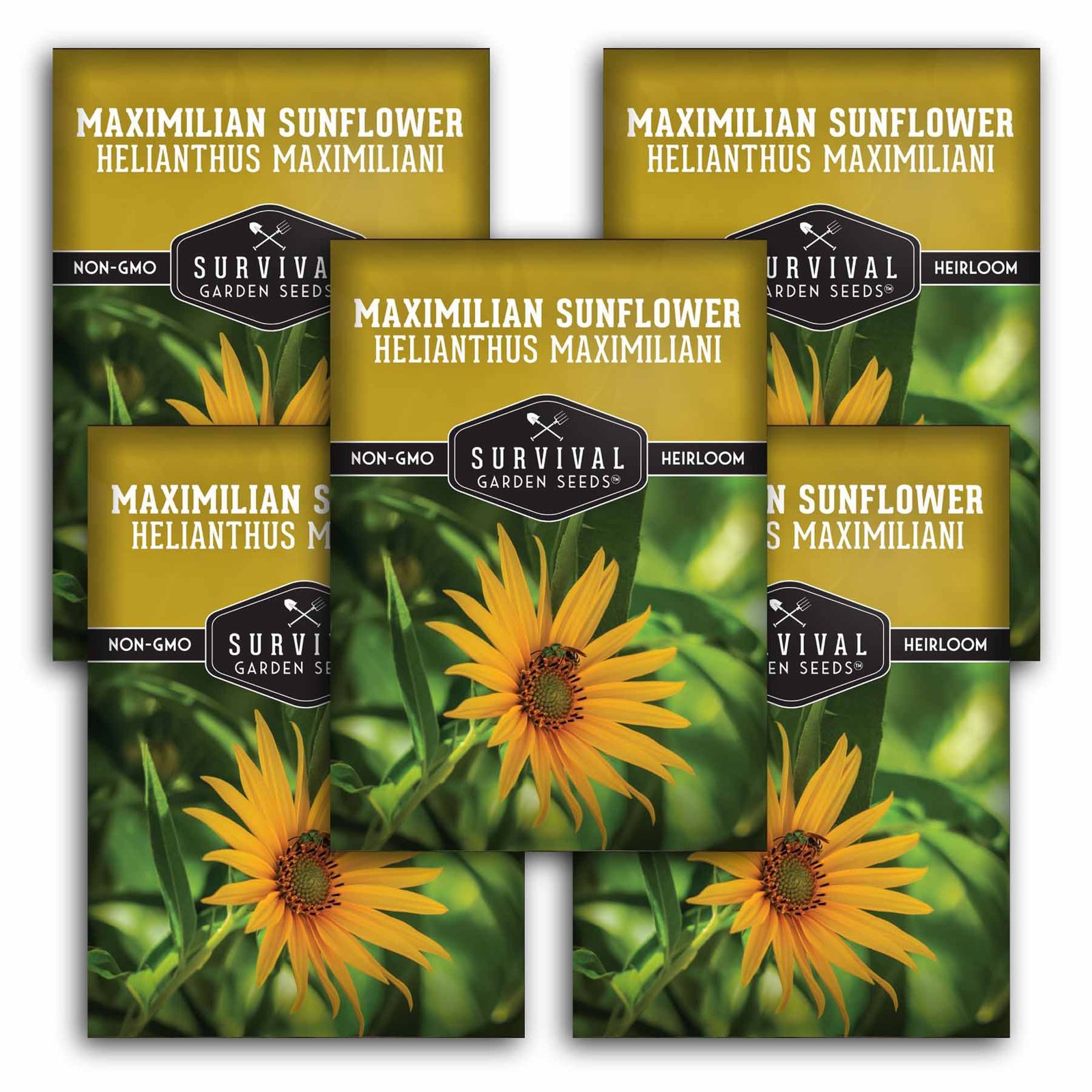 SGSSunflowerMaximilian1.5.jpg