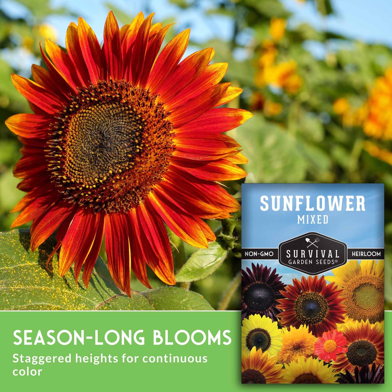 SGSSunflowerMixed_5.jpg