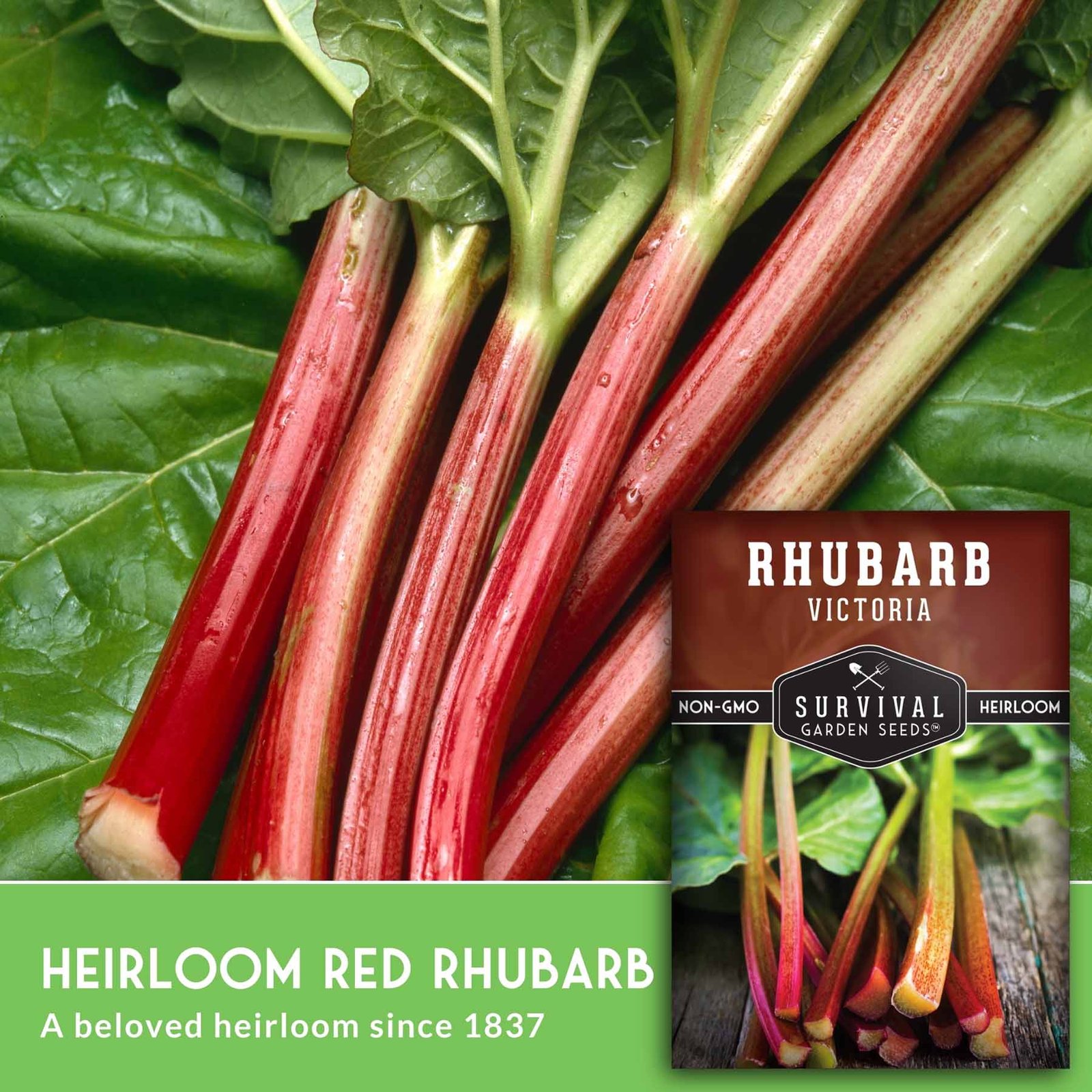 SGSVictoriaRhubarb_3.jpg