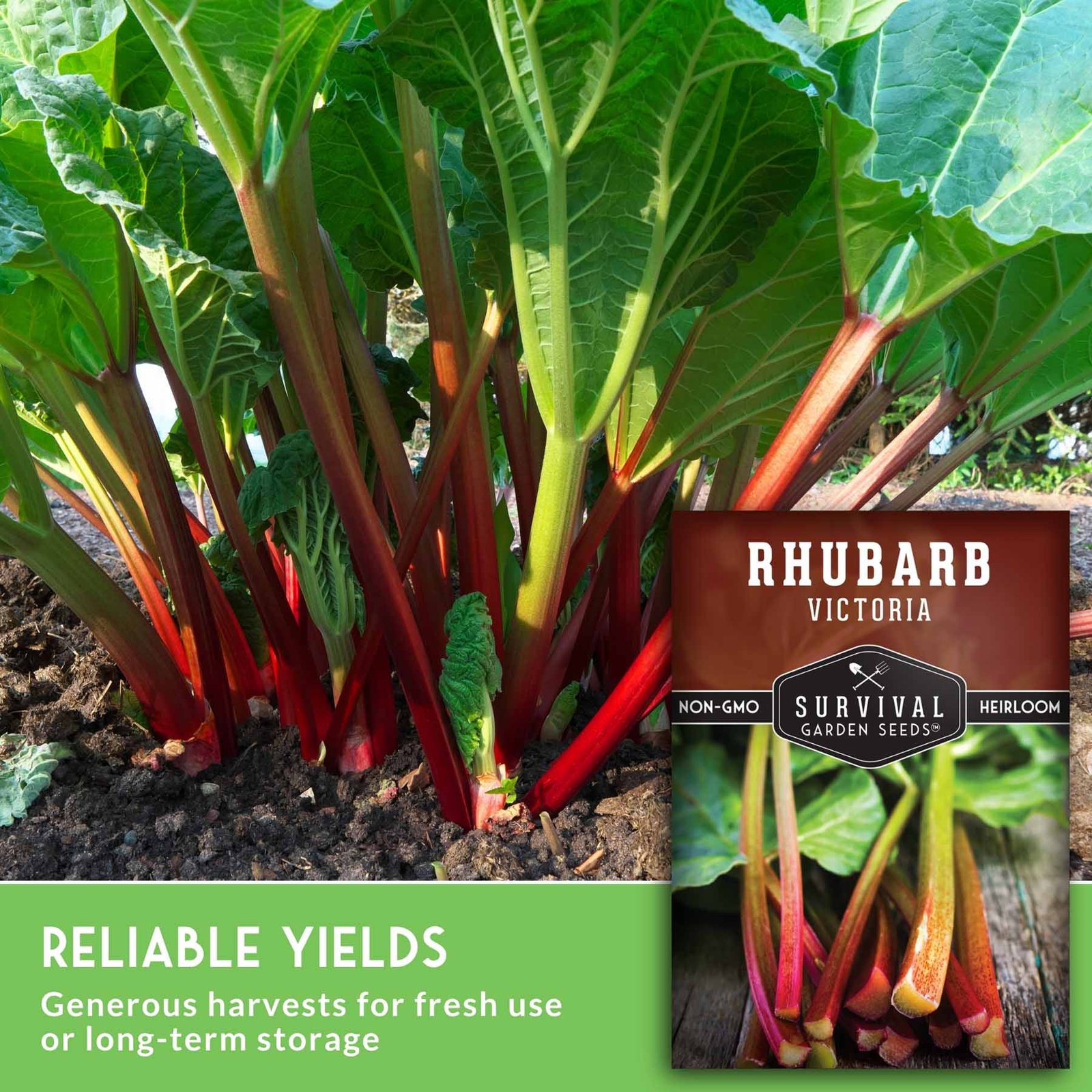 SGSVictoriaRhubarb_5.jpg