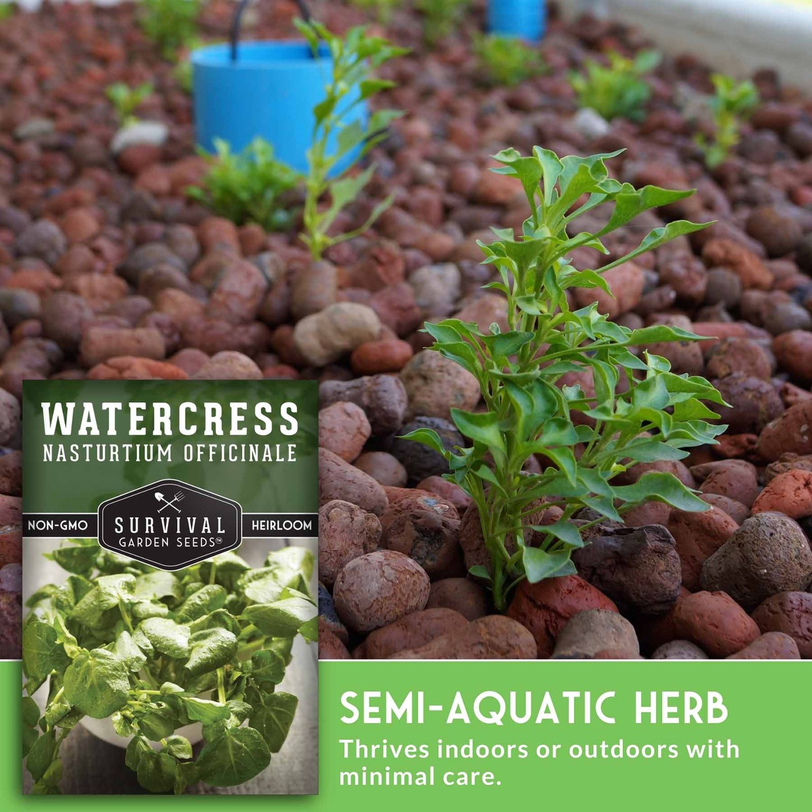 SGSWatercress_4.jpg