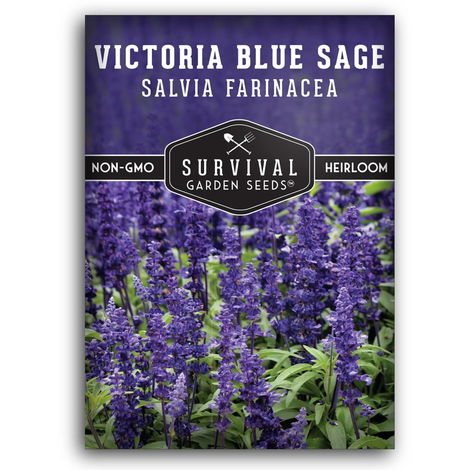 Sage-Victoria-Blue-01.jpg