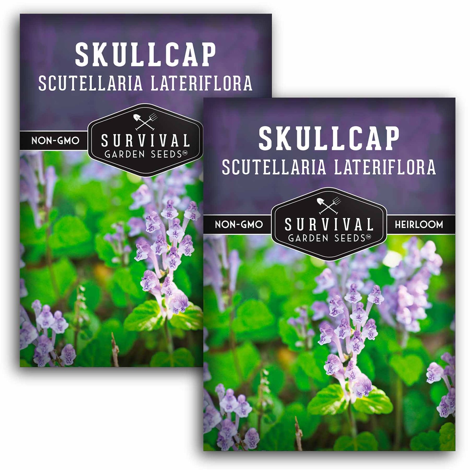 Skullcap-01.2.jpg