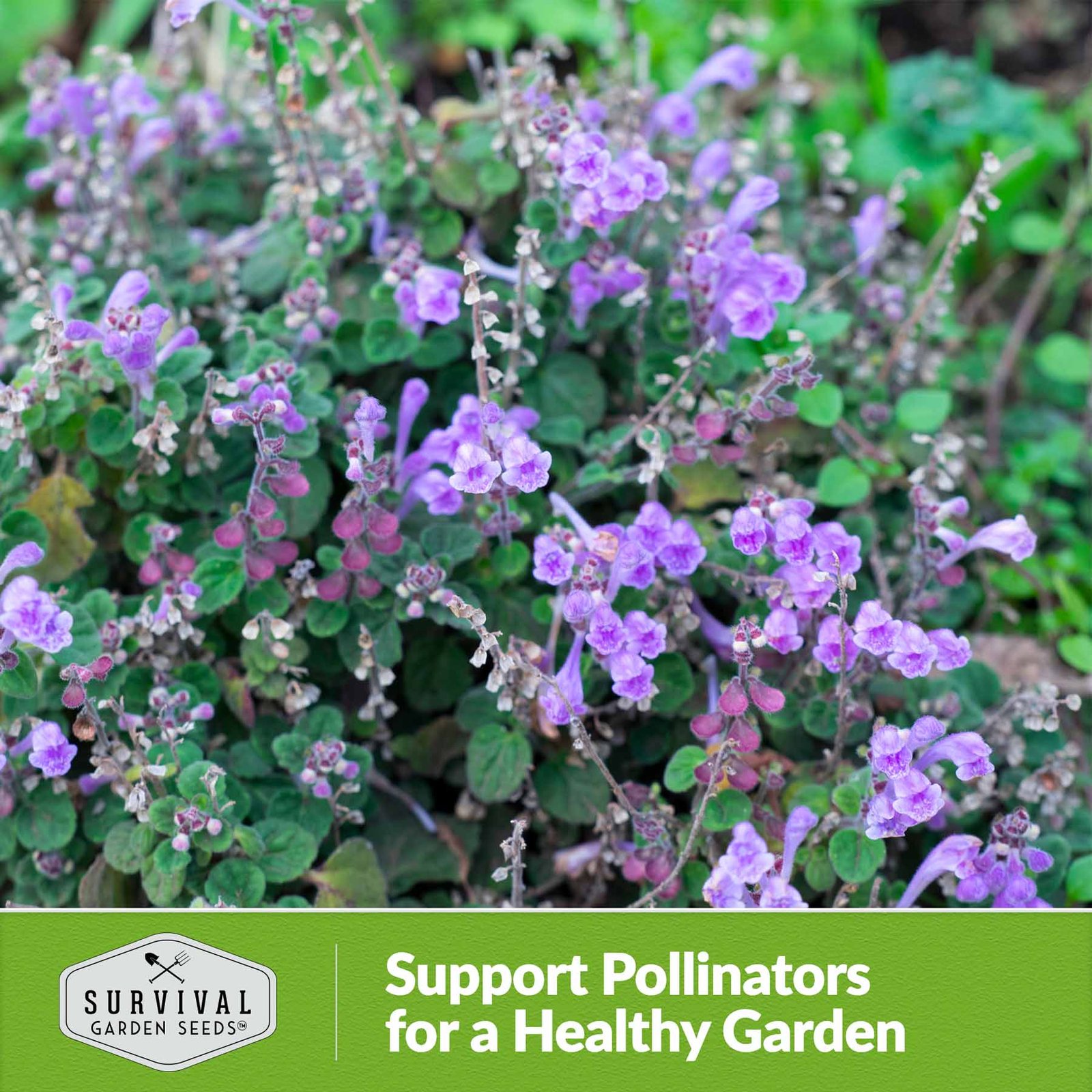 Skullcap-06.4.jpg