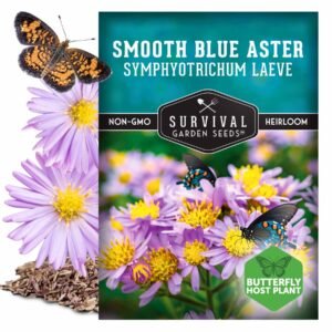 Smooth Blue Aster Seeds – Native Perennial Wildflower for Fall Blooms and Pollinator Support