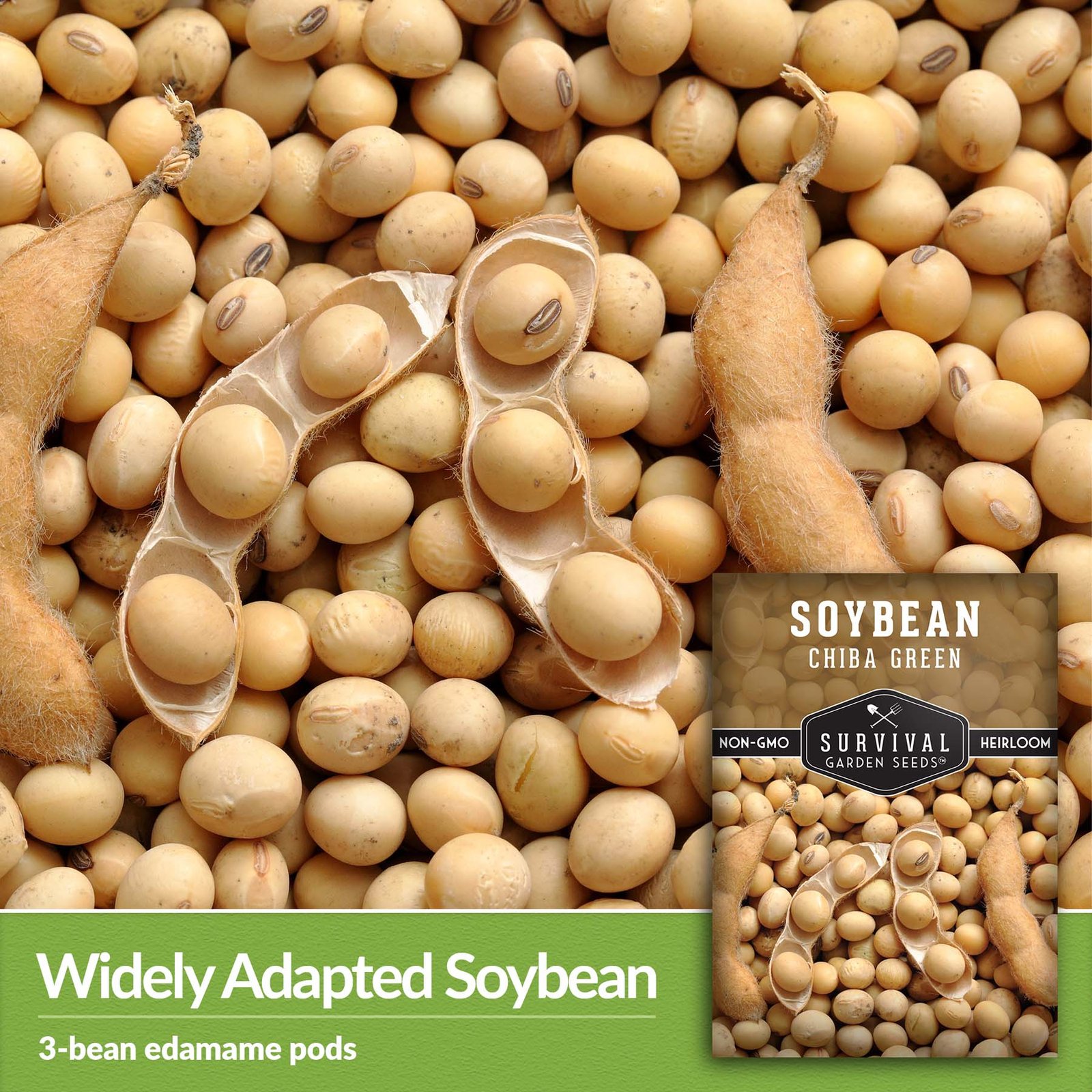 Soybean-Chiba-Green-03.jpg