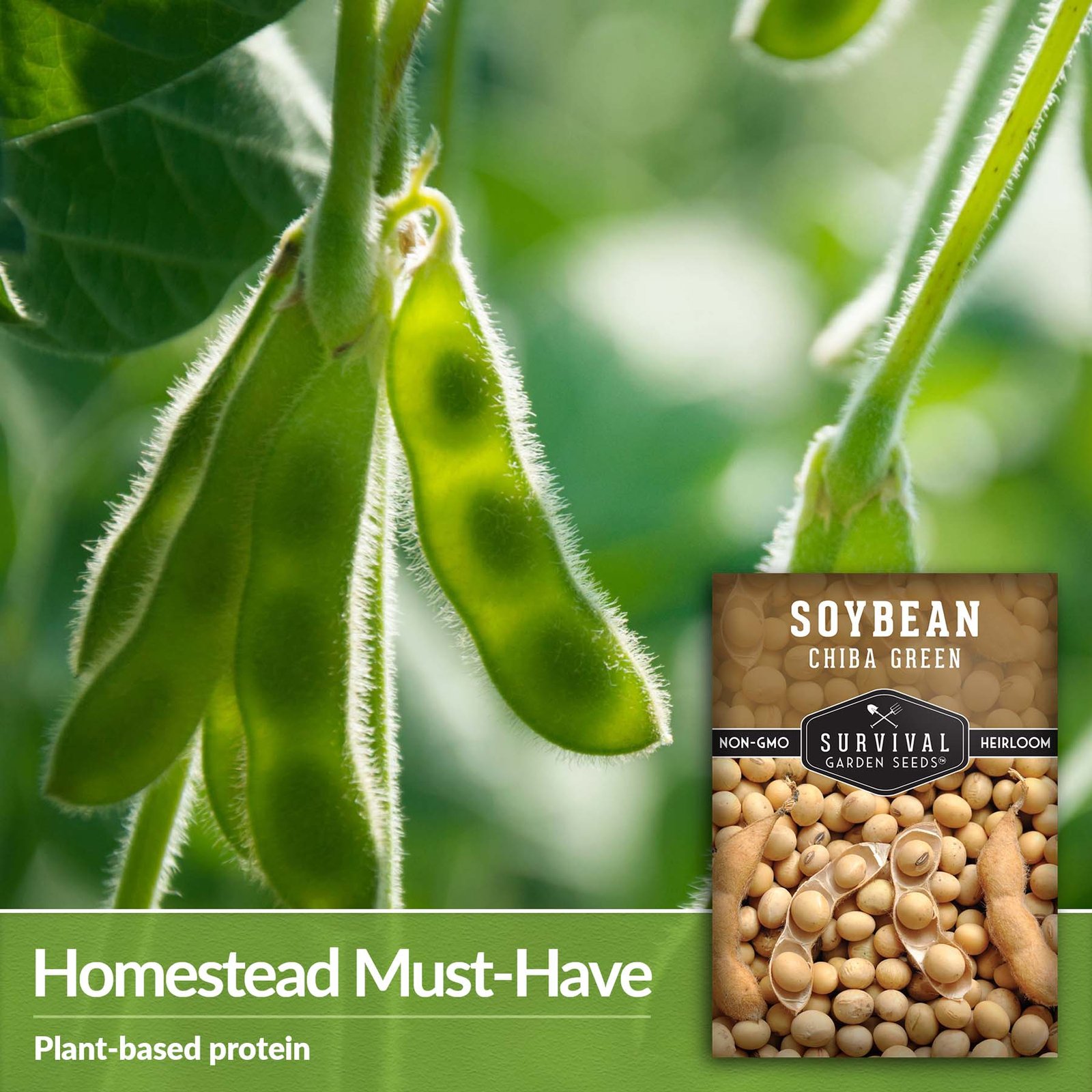 Soybean-Chiba-Green-04.jpg