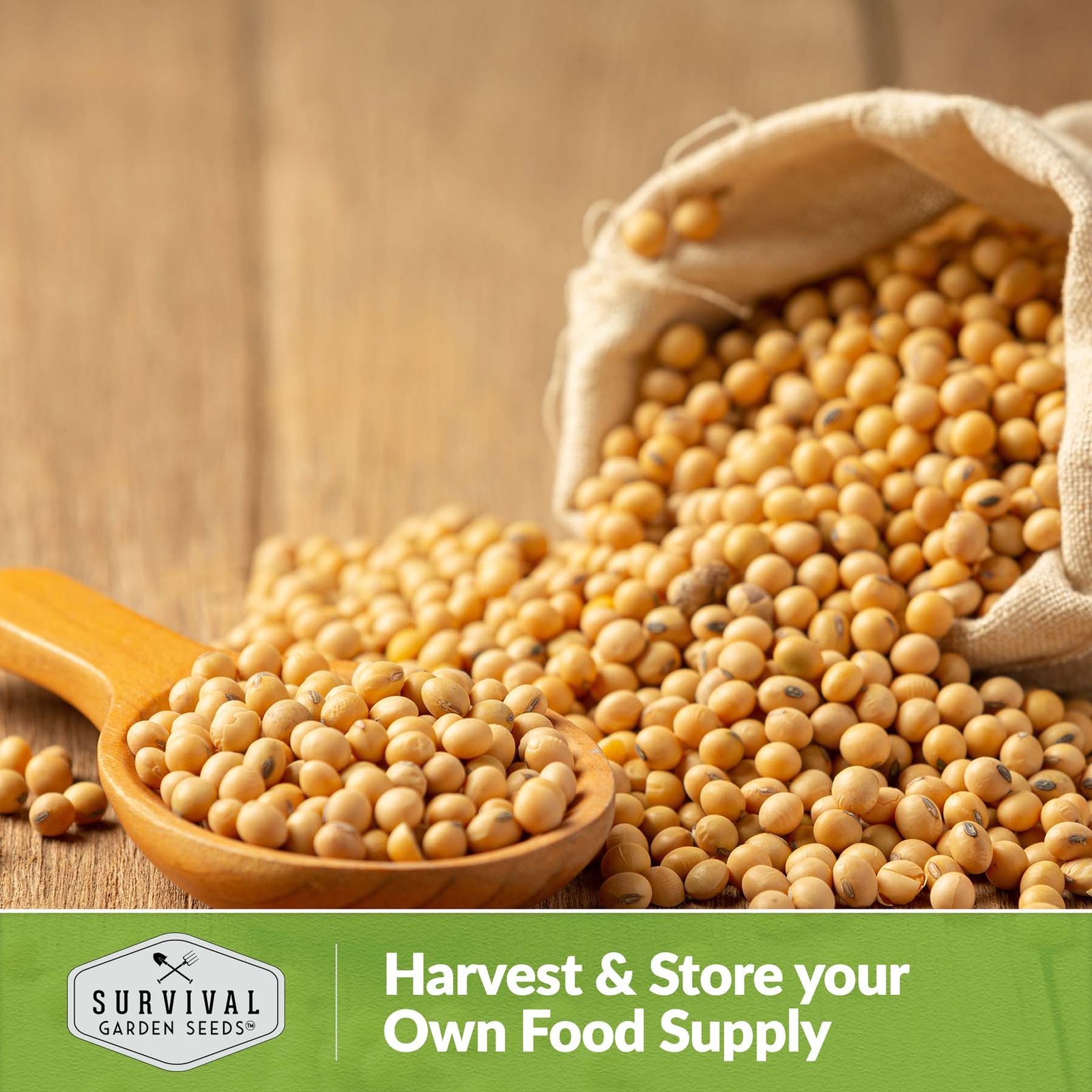 Soybean-Chiba-Green-06.jpg