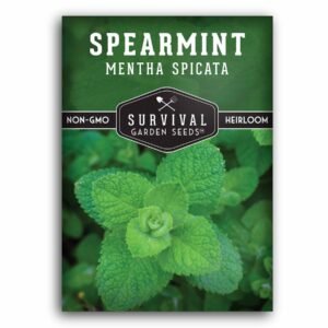 Spearmint Seeds (Mentha spicata) – Fragrant Culinary & Medicinal Herb for Tea, Cooking & Container Gardens – Easy to Grow Indoors or Outdoors