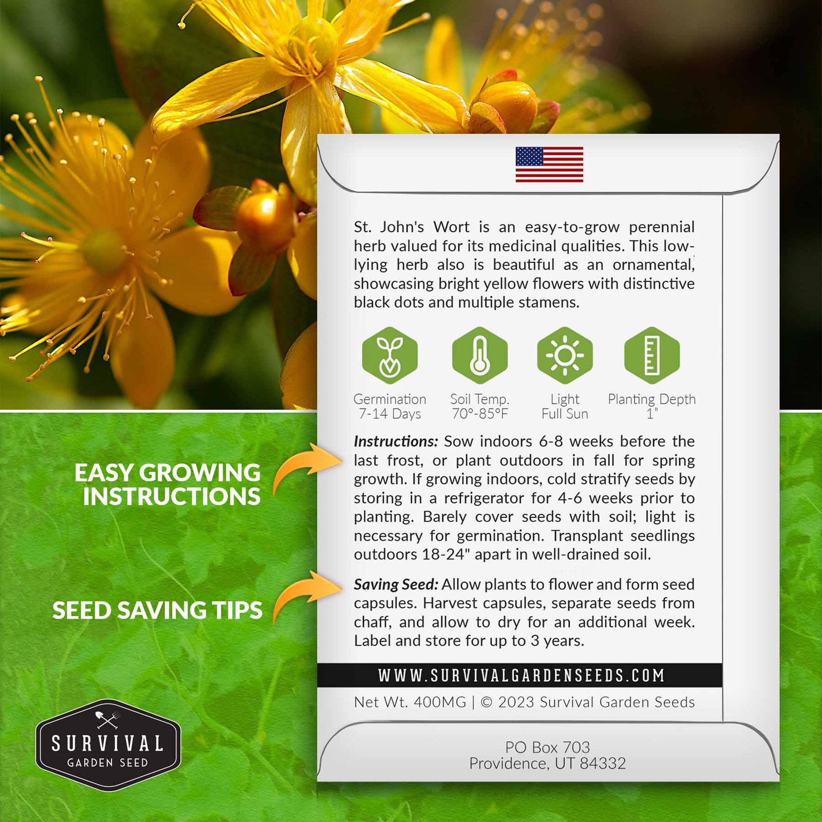 St-John_s-Wort-02.jpg