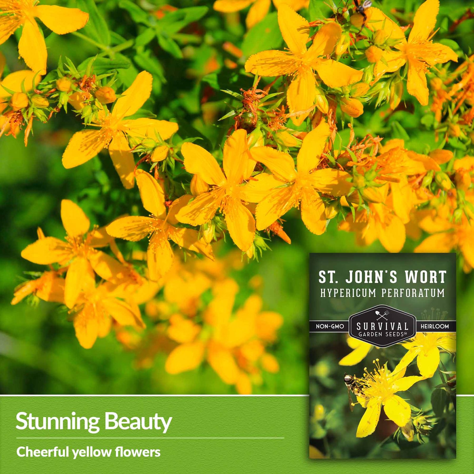 St-John_s-Wort-04.2.jpg