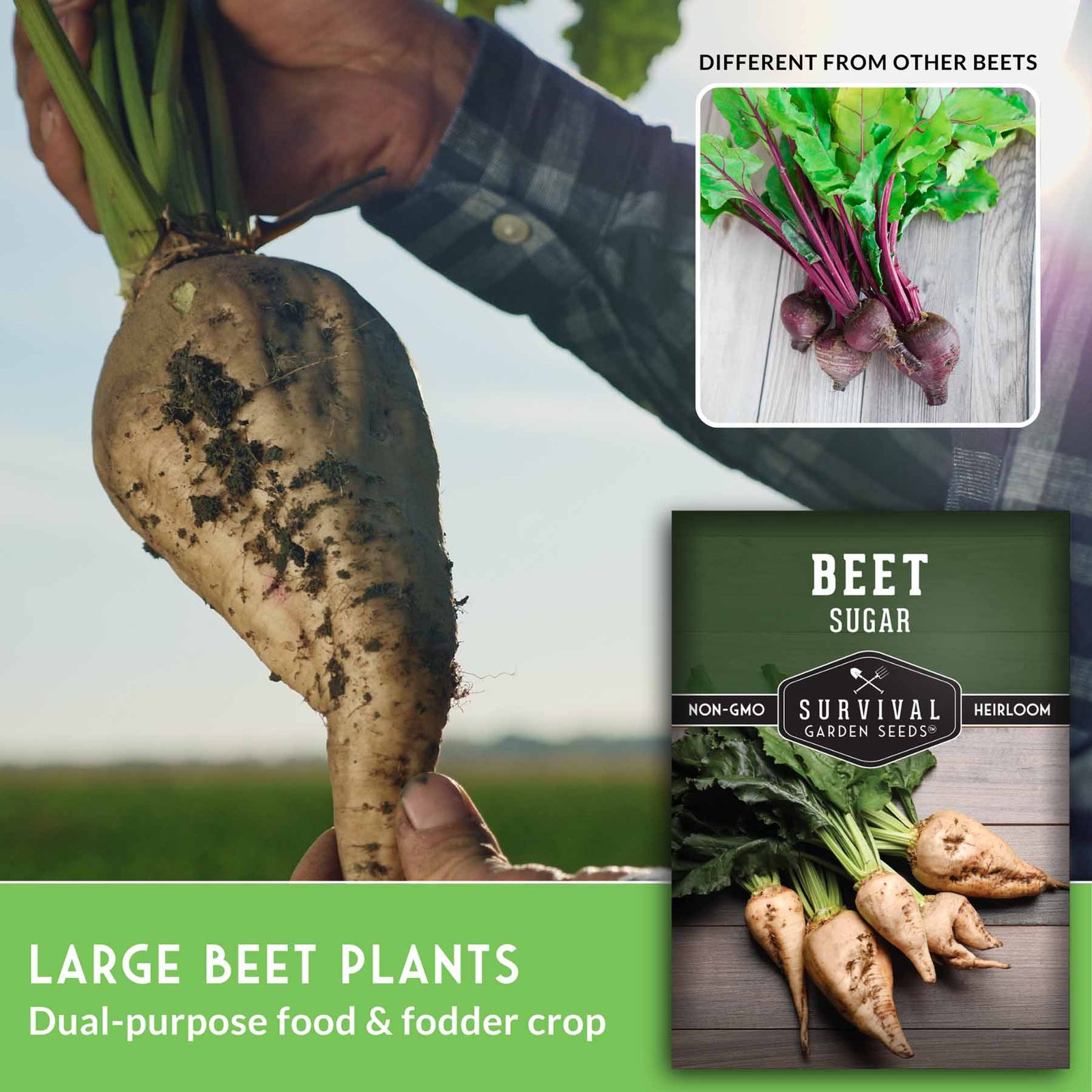 SugarBeet-3.jpg