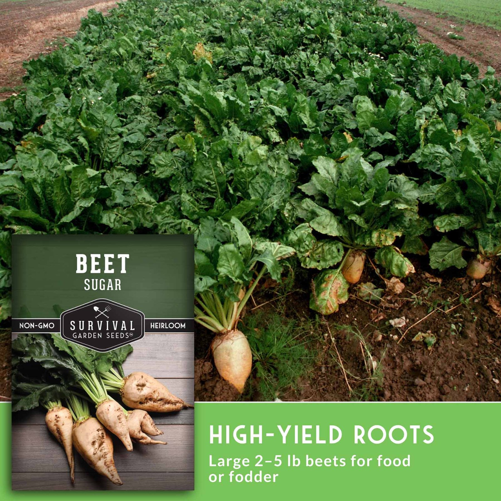 Sugar_Beet_-_5.1.jpg
