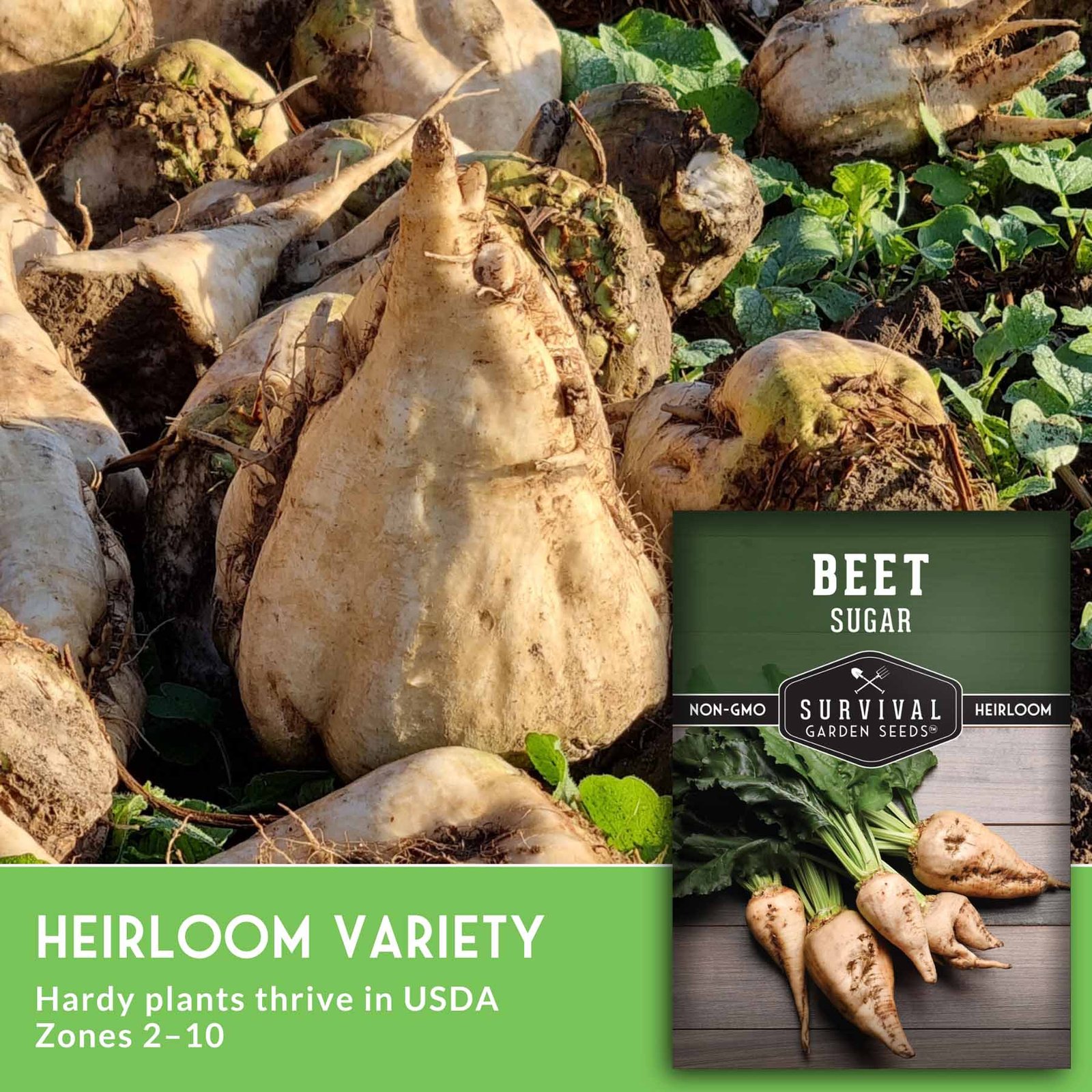 Sugar_Beet_-_6.jpg