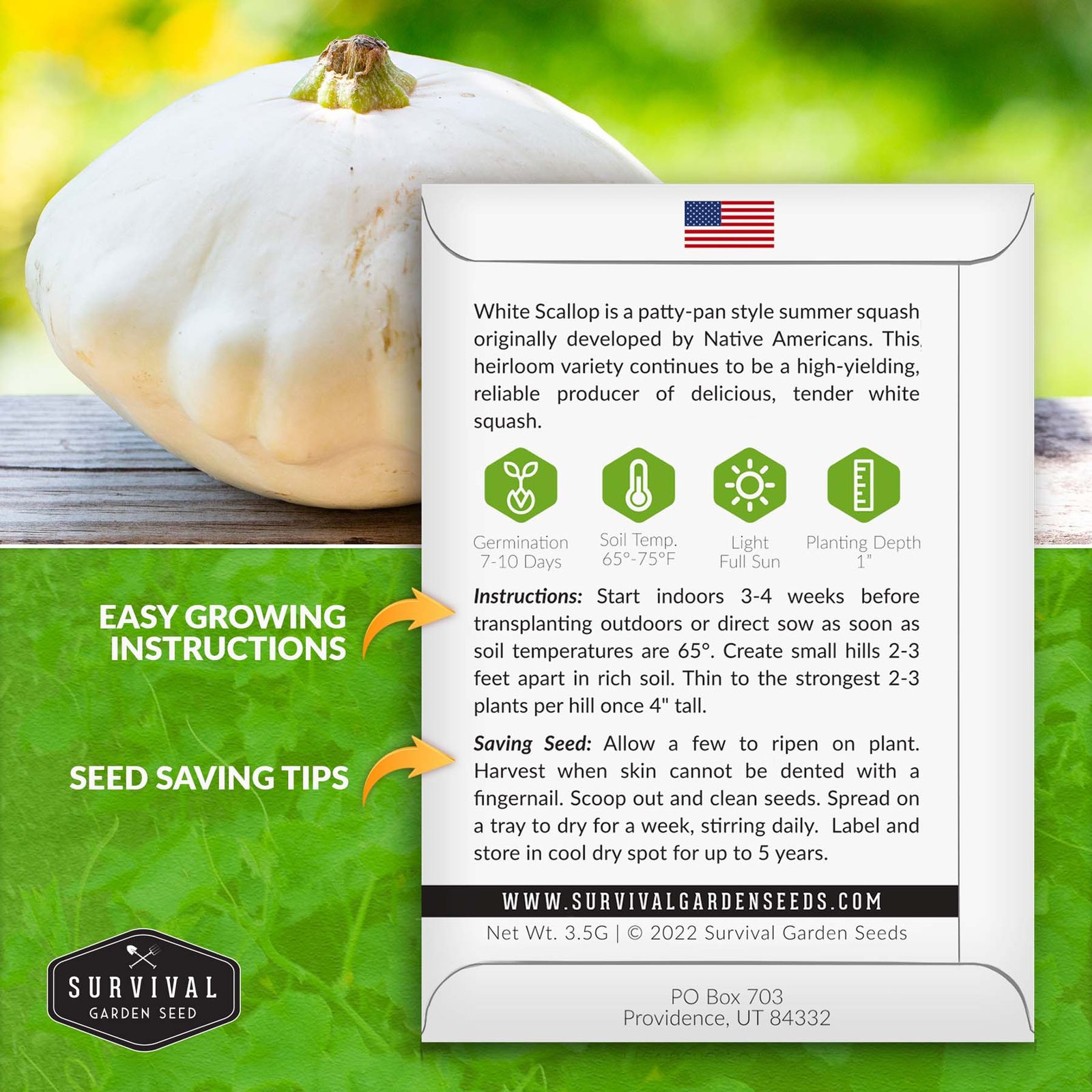 Summer-Squash-White-Scallop-02.1.jpg