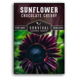 Chocolate Cherry Sunflower Seeds – Heirloom Non-GMO Burgundy-Black Variety for Pollinator Gardens, Cut Flowers & Summer-to-Fall Blooms