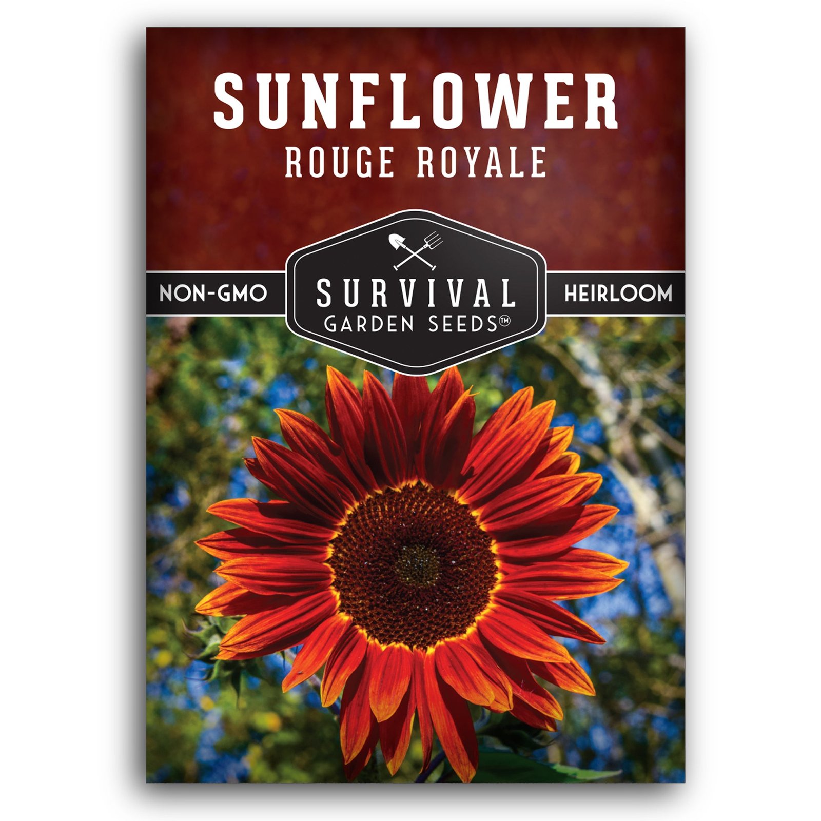 Sunflower-Rouge-Royale-01.jpg