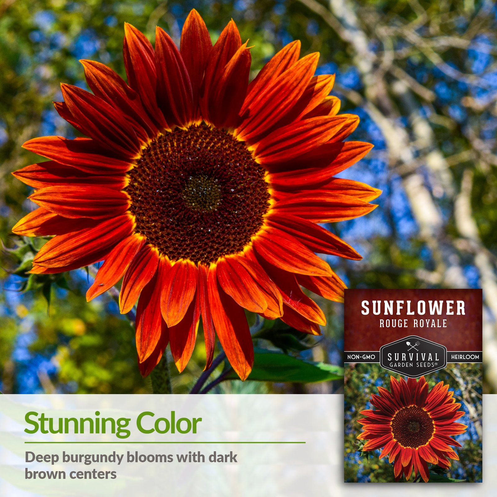 Sunflower-Rouge-Royale-03.jpg