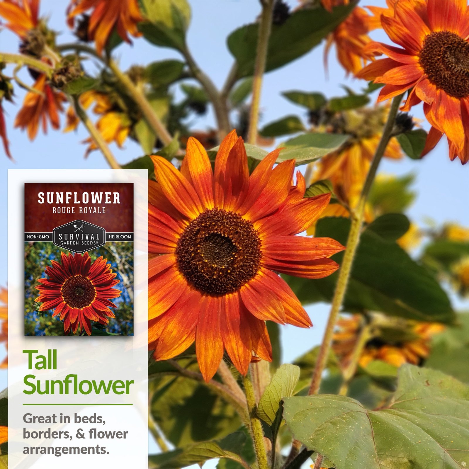 Sunflower-Rouge-Royale-04.jpg