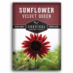 Velvet Queen Sunflower Seeds – Heirloom Non-GMO Multicolor Variety for Cut Flowers, Pollinators & Long-Lasting Summer-to-Fall Blooms