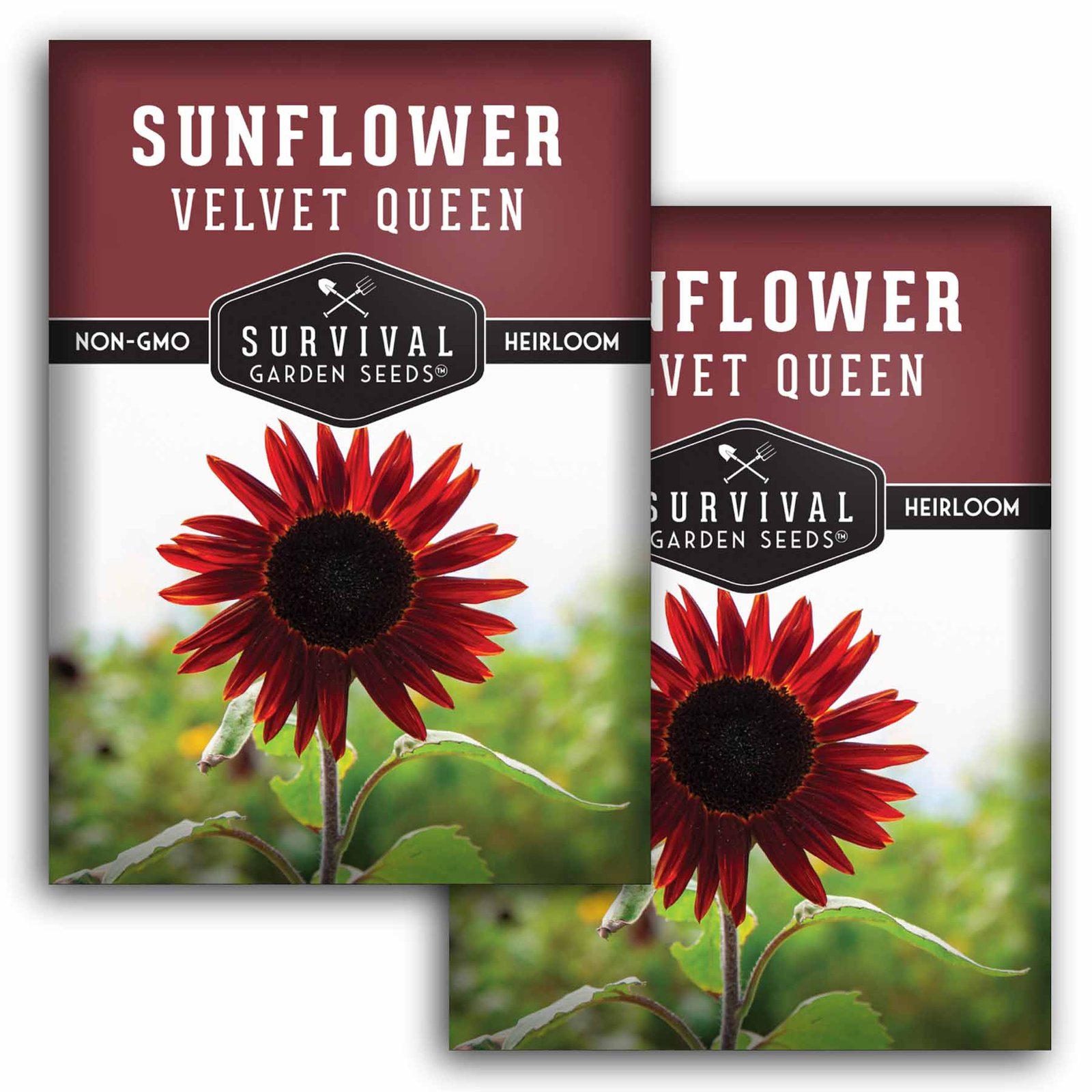 SunflowerVelvetQueen-1.2.jpg