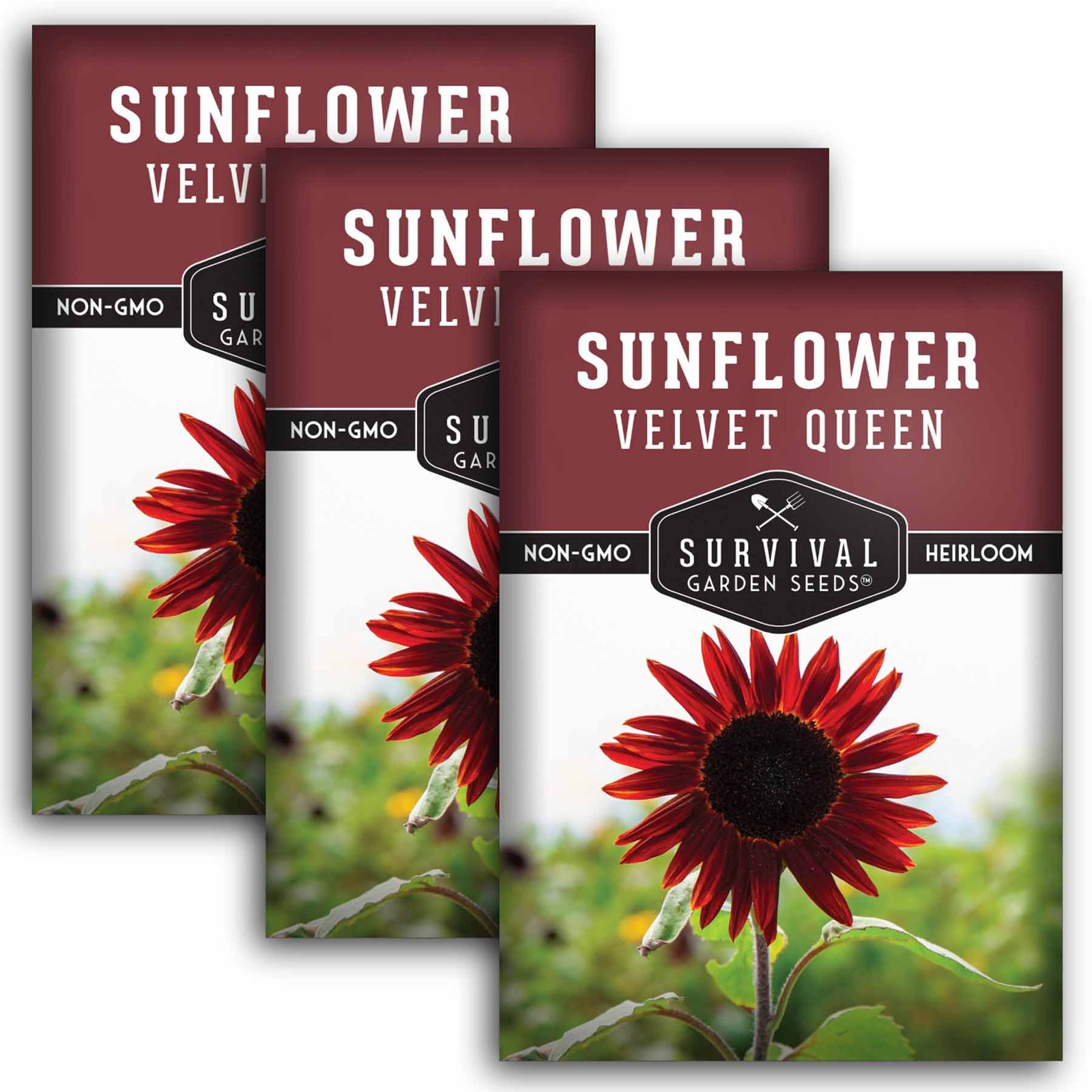 SunflowerVelvetQueen-1.3.jpg