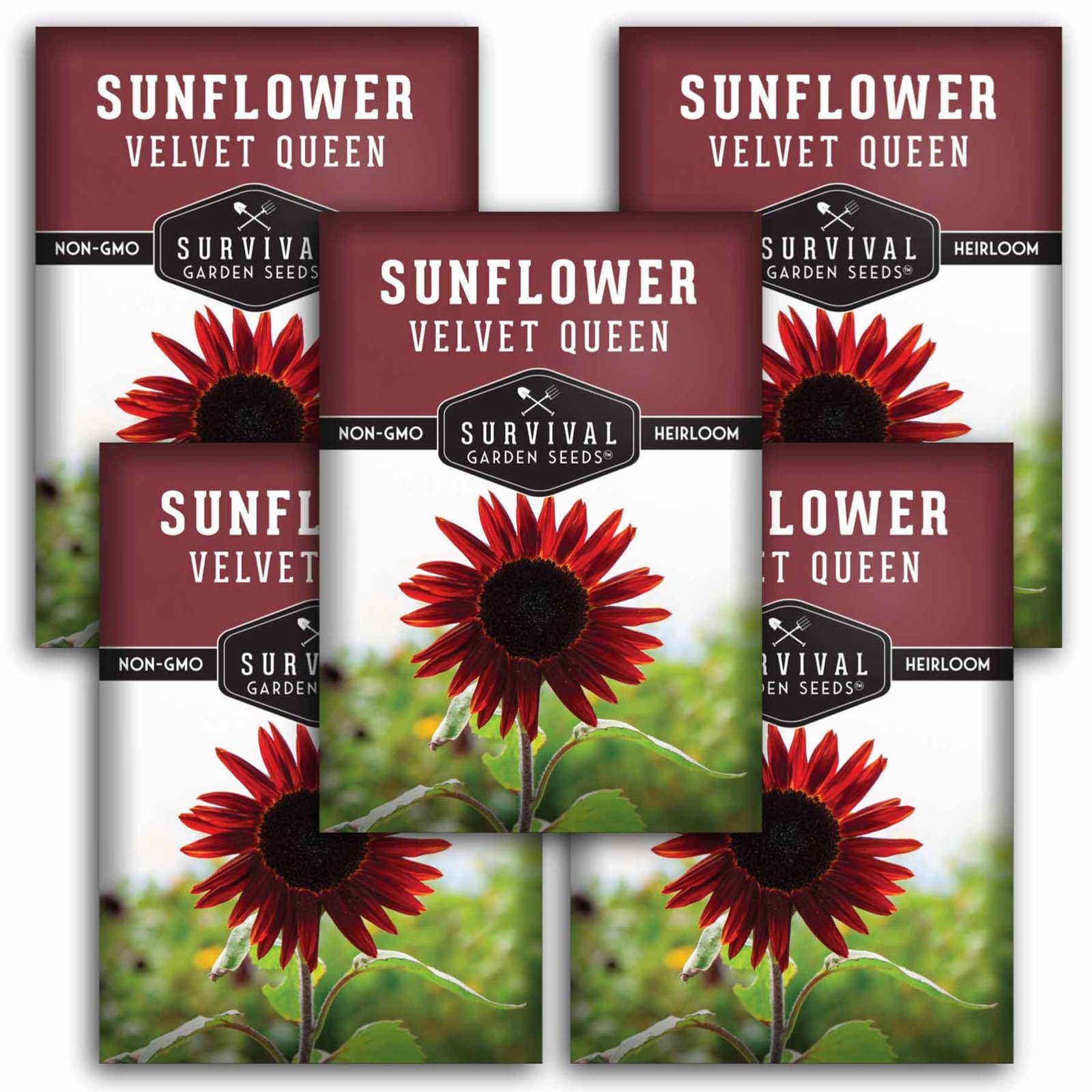 SunflowerVelvetQueen-1.5.jpg