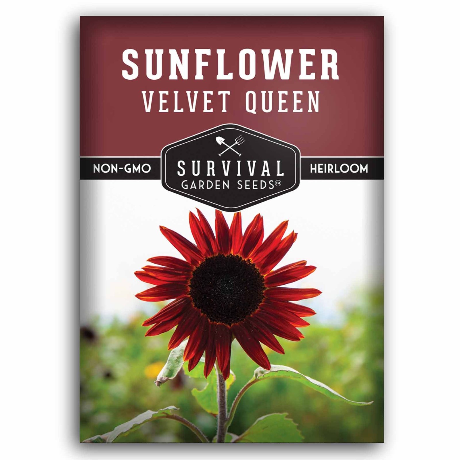 SunflowerVelvetQueen-1.jpg