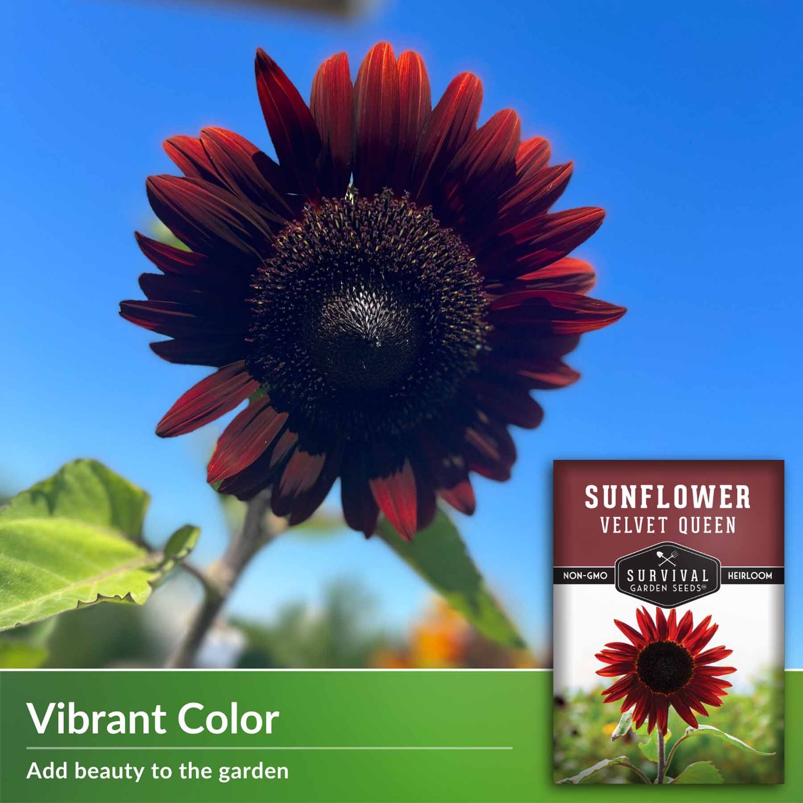 SunflowerVelvetQueen-3.jpg
