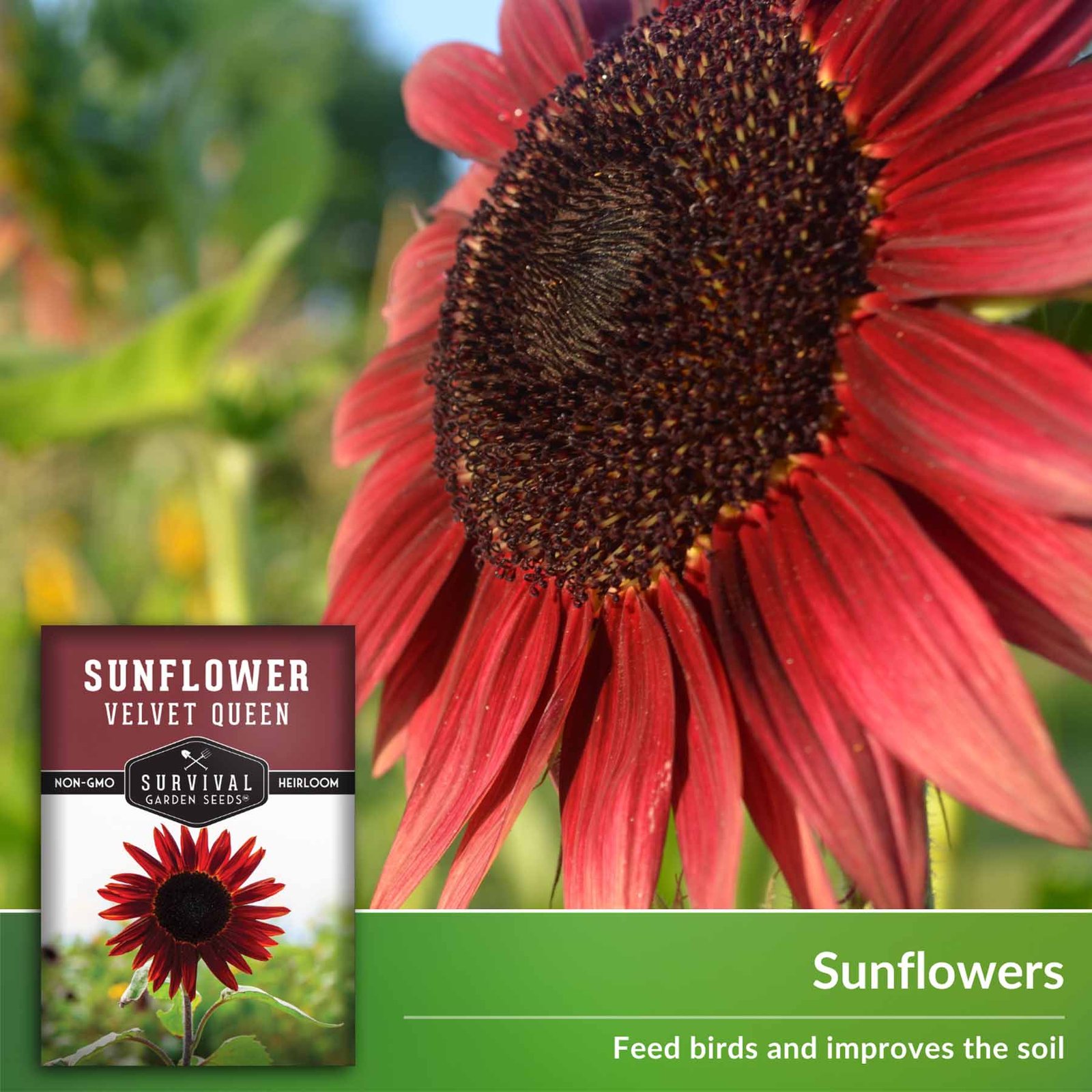 SunflowerVelvetQueen-4.jpg