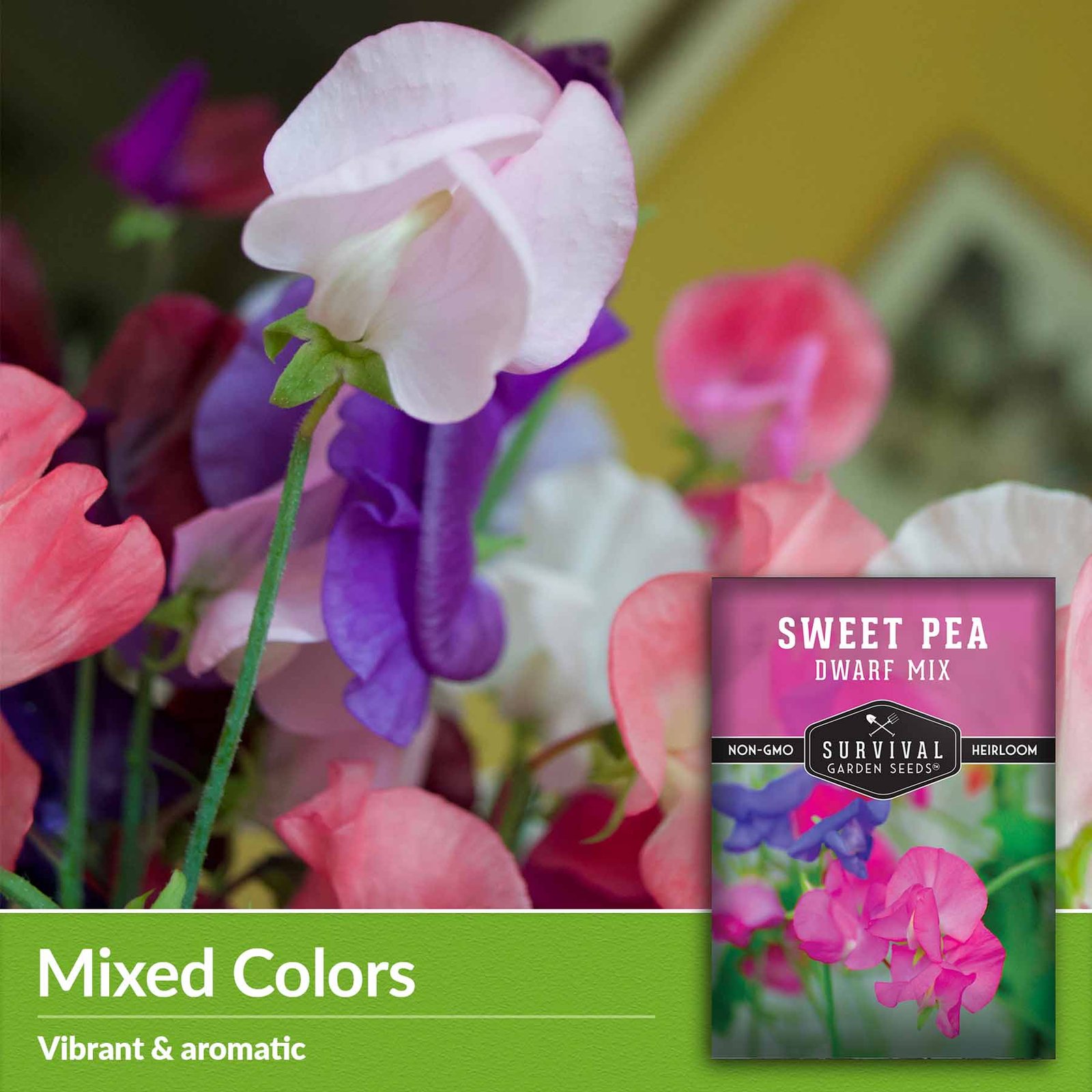 Sweet-pea-Dwarf-Mixed-03.jpg