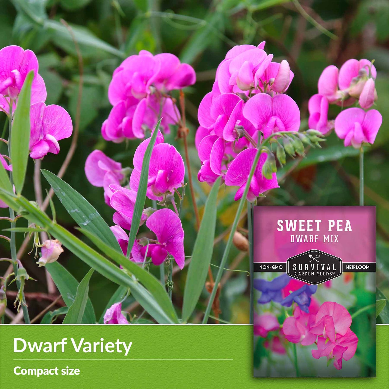 Sweet-pea-Dwarf-Mixed-04.jpg
