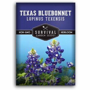 Texas Bluebonnet Seeds (Lupinus texensis) – Native Wildflower, State Flower of Texas, Drought-Tolerant & Pollinator-Friendly