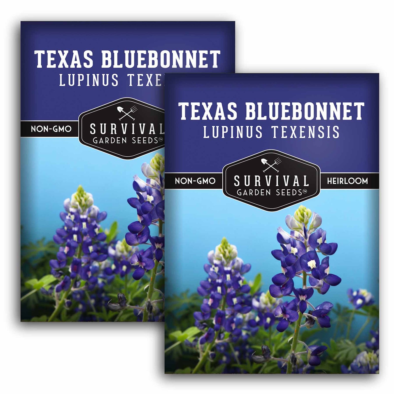 Texas-Bluebonnet-01.2.jpg