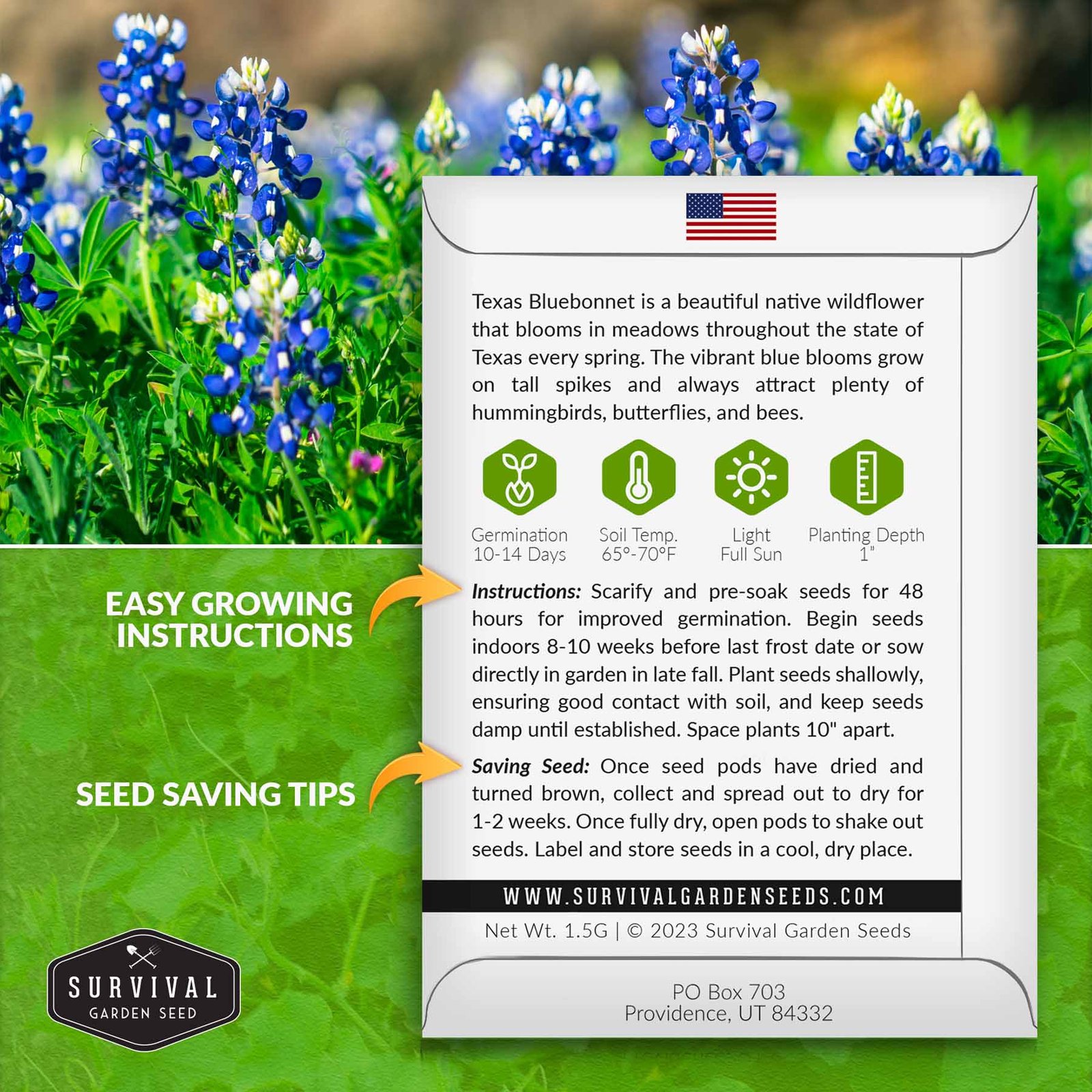 Texas-Bluebonnet-02.jpg