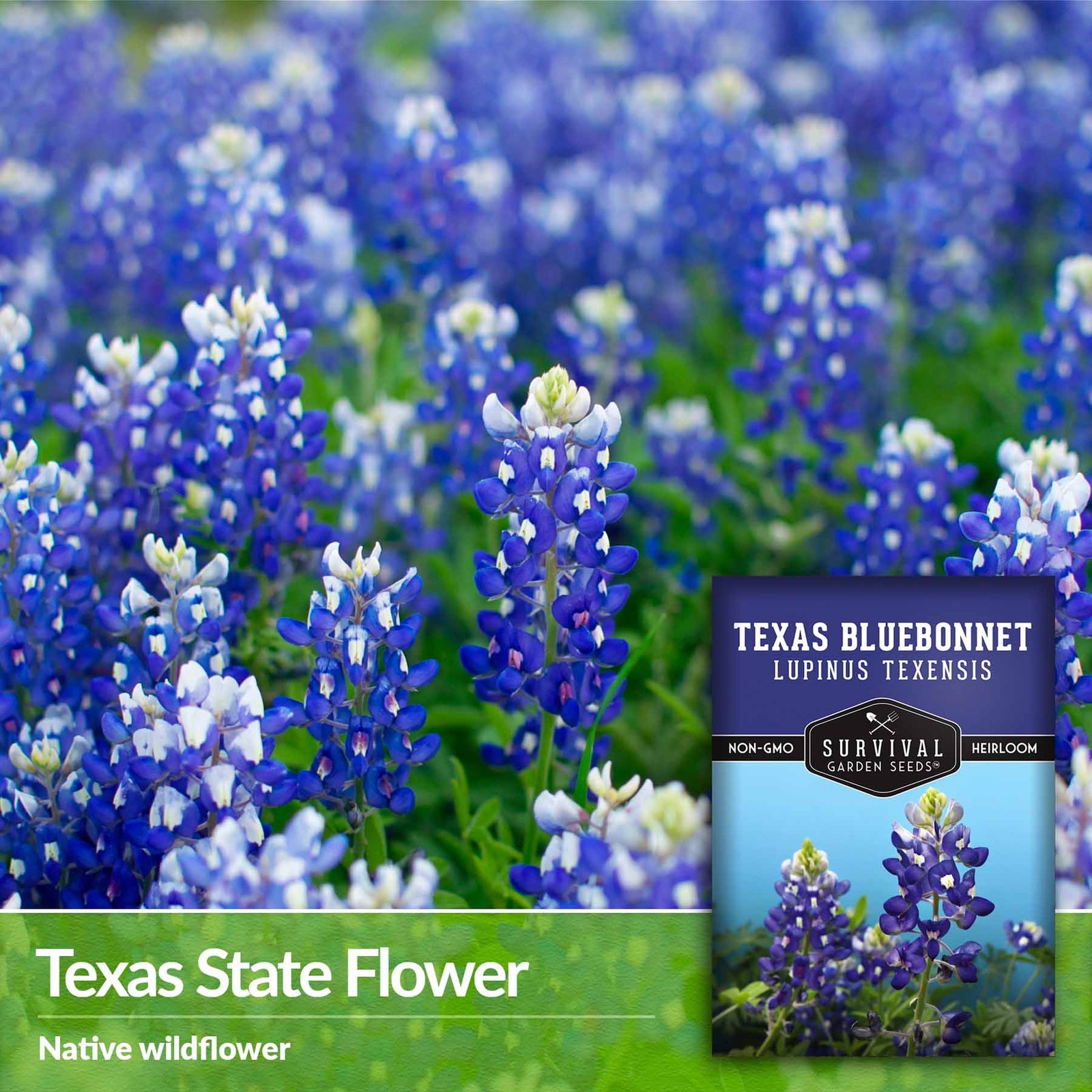 Texas-Bluebonnet-03.jpg