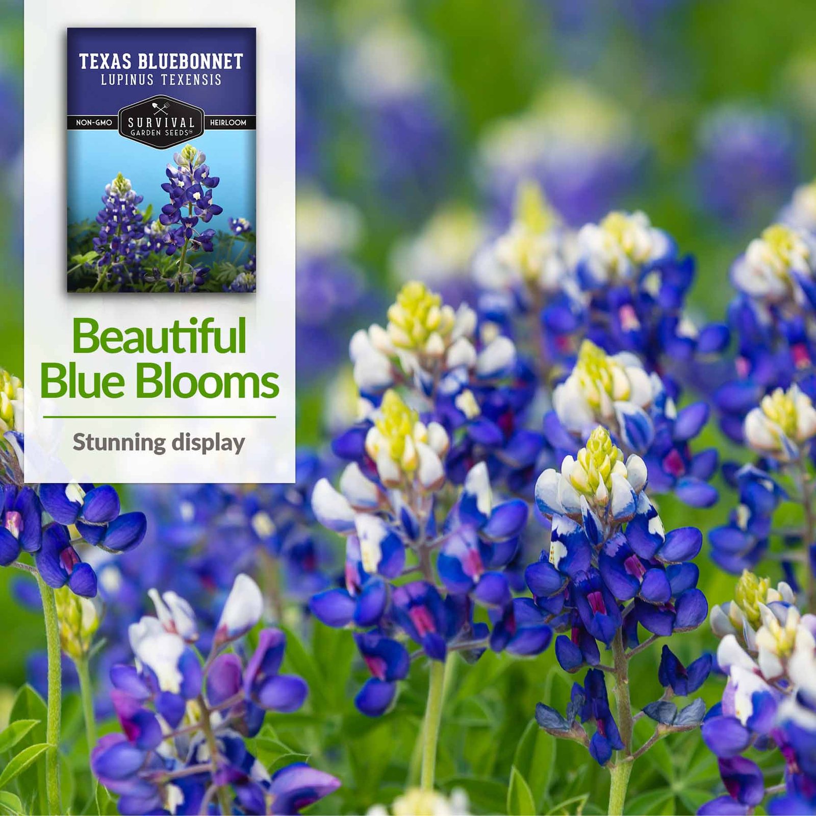 Texas-Bluebonnet-04.jpg