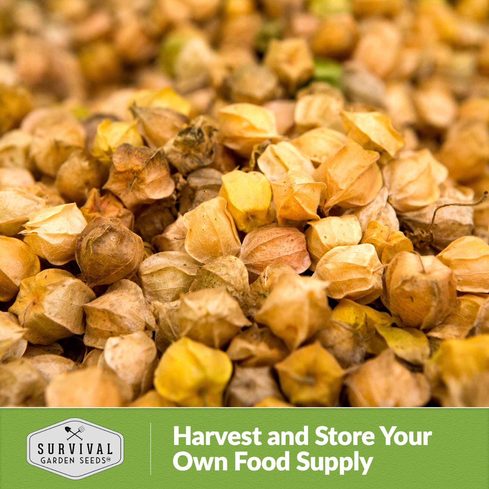 TomatilloGroundCherries-6_5bc3c36e-5f2d-4d86-9983-276f92c3eb03.jpg