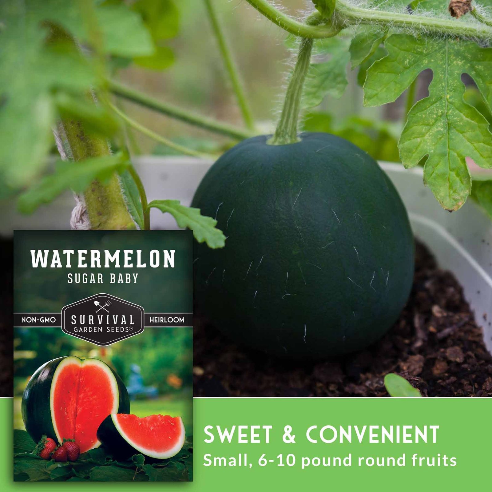 WatermelonSugarBaby-4.jpg