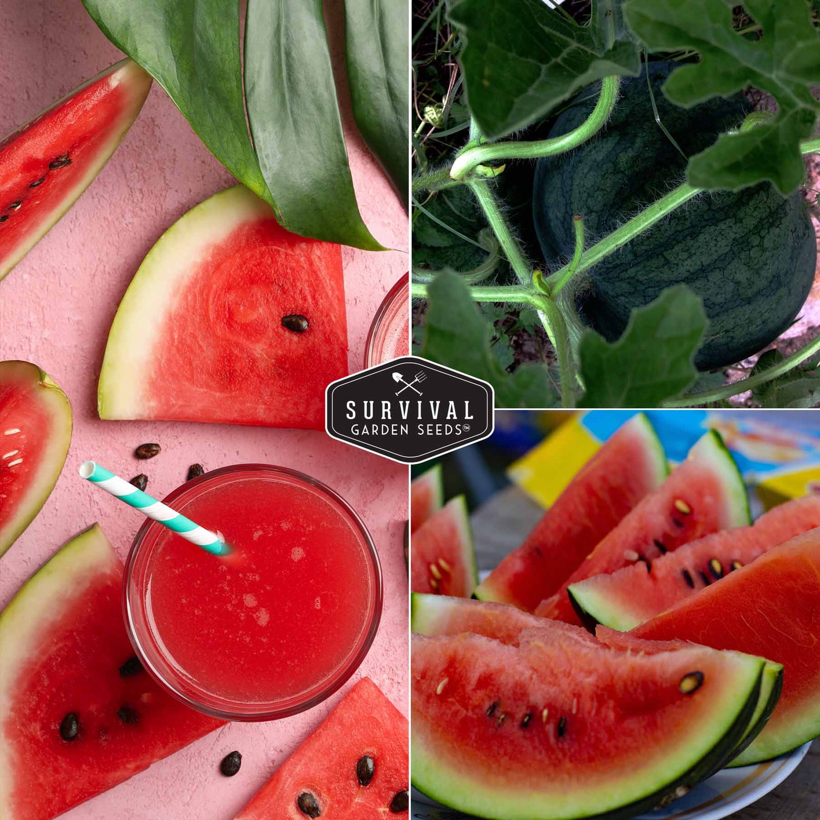 WatermelonSugarBaby-5.jpg